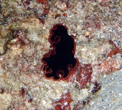 Pseudobiceros gloriosus