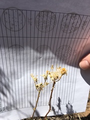 Packera werneriifolia