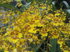 Oncidium sphacelatum