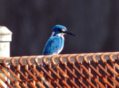 Alcedo coerulescens