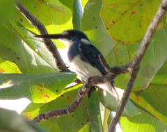 Alcedo coerulescens