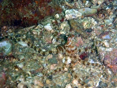 Wunderpus photogenicus