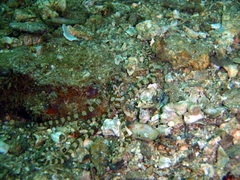 Wunderpus photogenicus