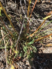 Packera werneriifolia