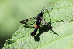 Synanthedon myopaeformis