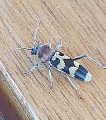 Chlorophorus trifasciatus