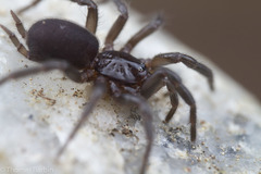 Microhexura idahoana