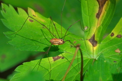 Leiobunum nigropalpi