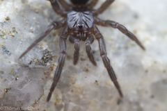 Microhexura idahoana