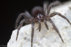 Microhexura idahoana