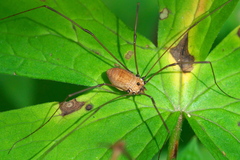 Leiobunum nigropalpi