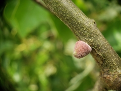 Callirhytis quercusventricosa