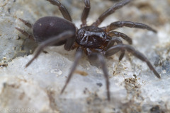 Microhexura idahoana