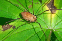 Leiobunum nigropalpi