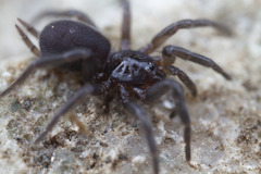 Microhexura idahoana