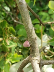 Callirhytis quercusventricosa