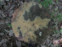 Botryobasidium conspersum