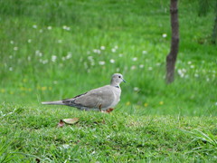 Streptopelia decaocto