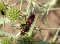 Rhynocoris cuspidatus