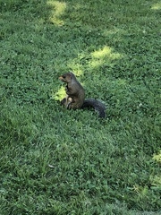 Sciurus carolinensis