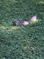 Sciurus carolinensis