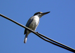 Todiramphus chloris chloris