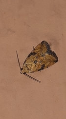 Noctuoidea