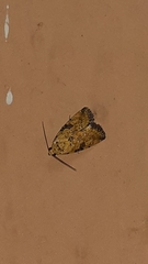 Noctuoidea