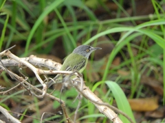 Todirostrum maculatum