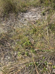 Vaccinium crassifolium