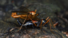 Tanyptera dorsalis