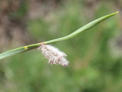 Coleophora pennella