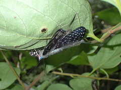 Dichorragia nesimachus formosanus