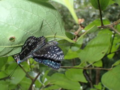 Dichorragia nesimachus formosanus