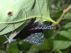 Dichorragia nesimachus formosanus