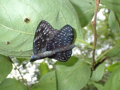 Dichorragia nesimachus formosanus