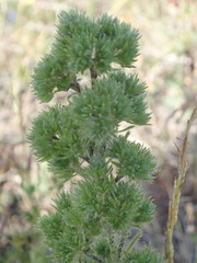 Aceria echii