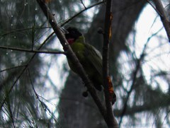 Pachycephala nudigula