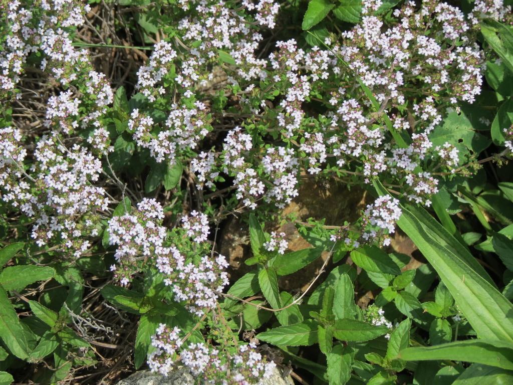 Thymus