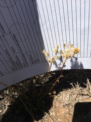 Packera werneriifolia