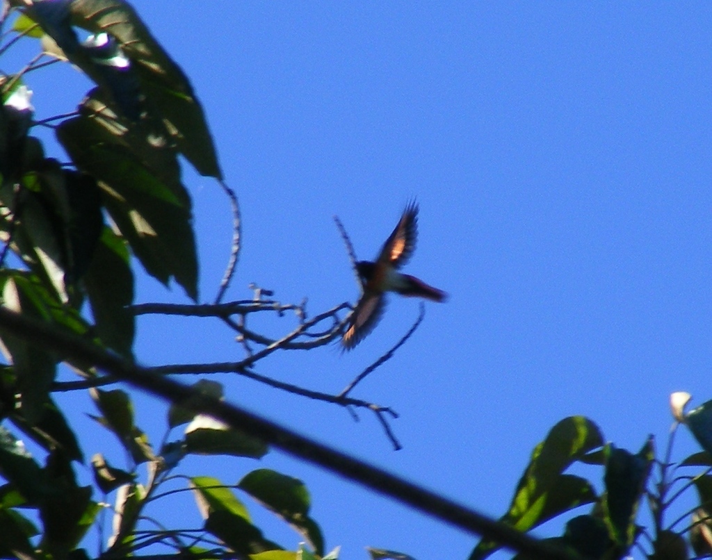 Little Minivet