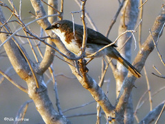 Turdoides hypoleuca rufuensis