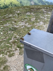 Cephenemyia stimulator