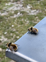 Cephenemyia stimulator