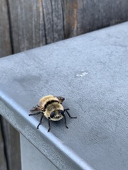 Cephenemyia stimulator