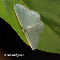 Microloxia chlorissodes