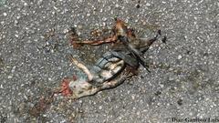 Ctenosaura similis similis