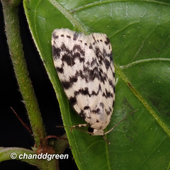 Aemene taprobanis