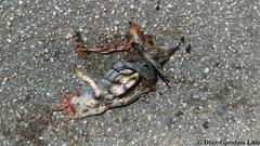 Ctenosaura similis similis