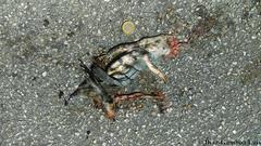 Ctenosaura similis similis